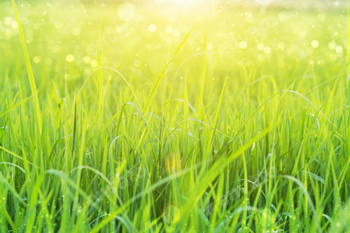 Preview: Green Grass And Morning Light.