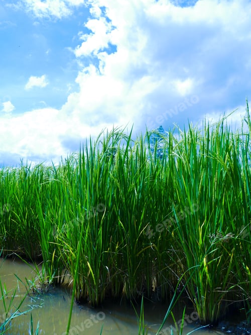 Preview: Rice Field