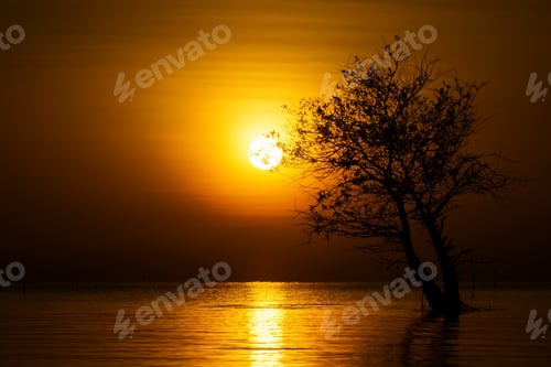 Preview: The Silhouette Of A Tree In A Lake With Sun.