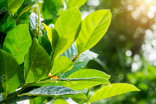 Preview: Leaves In Spring Season With Sunlight.