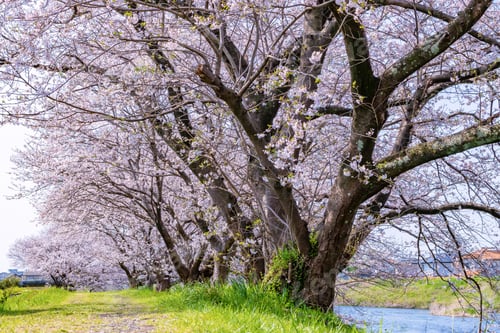 Preview: Cherry Blossom Trees At Ryuganbuchi, Fuji City, Shizuoka Prefecture