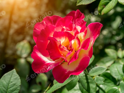 Preview: Close Up Of Red And Yellow Rose Flower With Light On Blur Background.