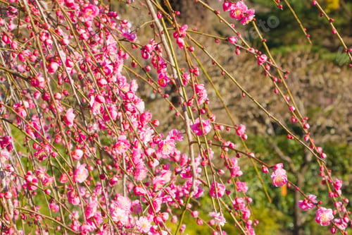 Vorschau: Schöne rosafarbene Winky Plum