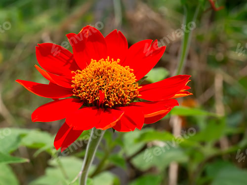 Preview: The Red Sunflower Or Mexican Sunflower (Tithonia Rotundifolia)