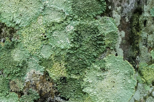 Preview: Lichens Are Symbiotic Fungi. They Are Able To Grow On The Tree.