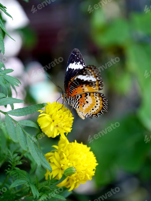Preview: Butterfly On Yellow Flower