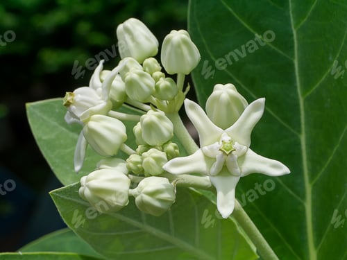 Preview: Close Up Of White Crown Flower Or Calotropis Gigantea.