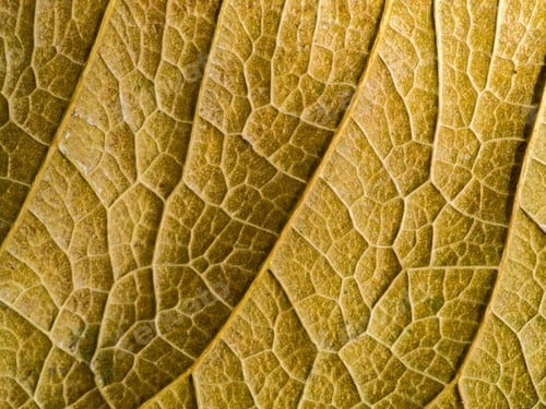 Preview: The Surface Of The Leaf Is Brown.