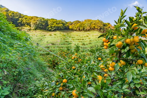 Preview: Mandarin Orange Plantation