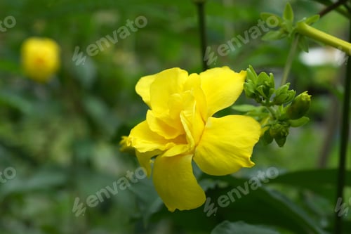 Preview: Yellow Allamanda Flower. (Allamanda Cathartica L. Var. Williamsii Raffil)