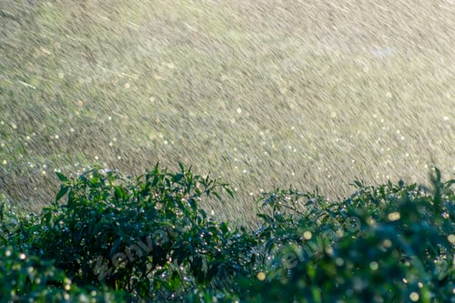 Preview: Green Chili Plant With Rain Fall And Bokeh Light In Rains Season. Un-Focus On This Image.