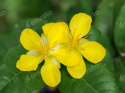 Preview: Yellow Flower Of Ocha Kirkii Oliv Plant. (Micky Mouse Flower)