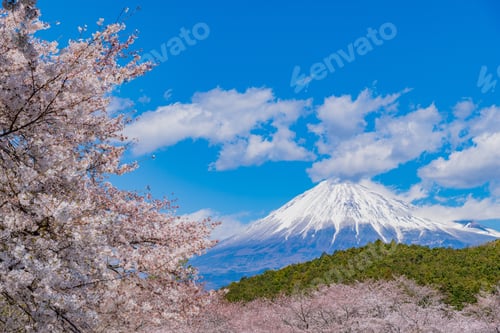 Preview: Sakura And Mt. Fuji In Iwamotoyama Park, Fuji City, Shizuoka Prefecture