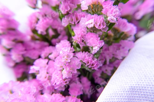 Preview: Soft Focus Image Of Marsh Rosemary, Sea Lavender Or Statice Flower With Blur Background