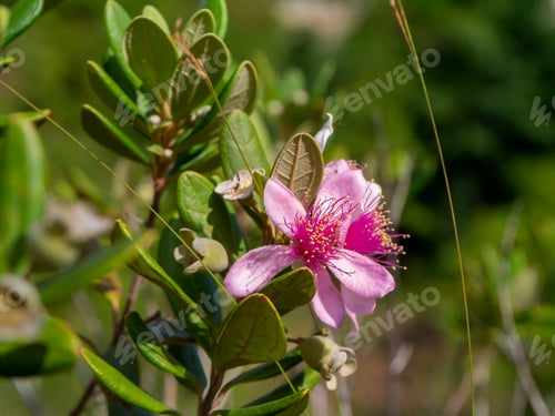 Preview: Close Up Of Downy Myrtle Flower. (Rhodomyrtus Tomentosa)