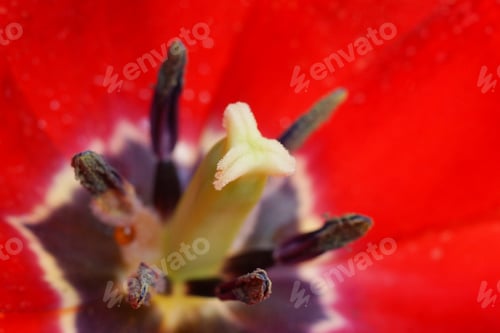 Preview: Tulips Are Blooming In The Garden.