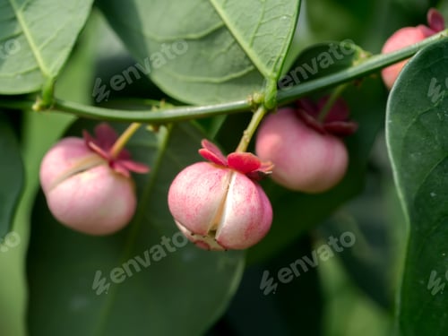 Preview: Seed Of Sauropus Androgynus, Star Gooseberry Or Sweet Leaf.