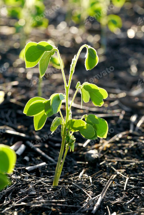 Preview: Green Sprout Growing From Seed. (Samanea Saman (Jacq.))
