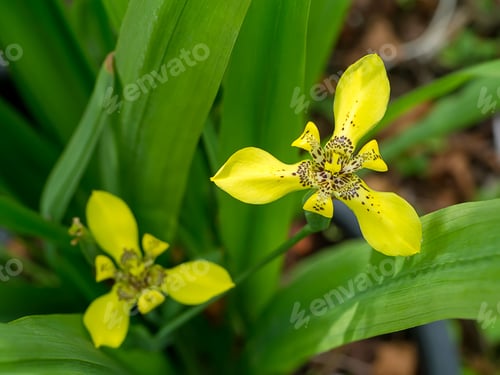 Preview: Close Up Of Neomarica Longifolia Flower.