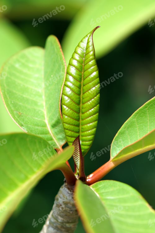 Preview: Leaves Of Frangipani