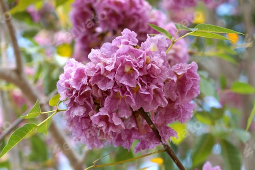 Preview: Pink Trumpet Tree Flower Blooming