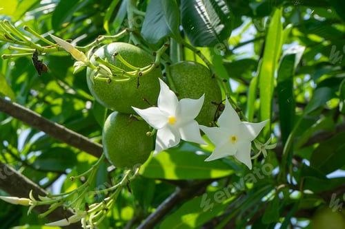Preview: Suicide Tree Or Othalanga Plant. (Cerbera Odollam)