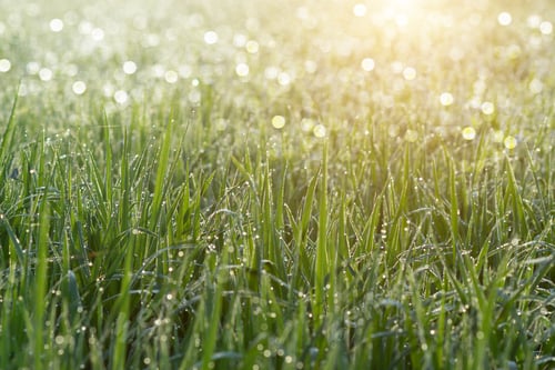 Preview: Fresh Grass With Dew Drops In The Morning.