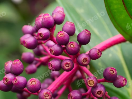 Preview: Medinella Magnifica Seeds