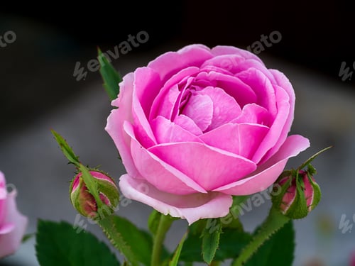 Preview: Elegant Pink Rose Blossom with Buds
