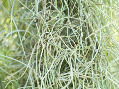 Preview: Close Up Of A Flowering Plant : Spanish Moss (Tillandsia Usneoides)