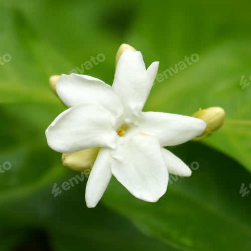 Preview: White Jasmine Flower