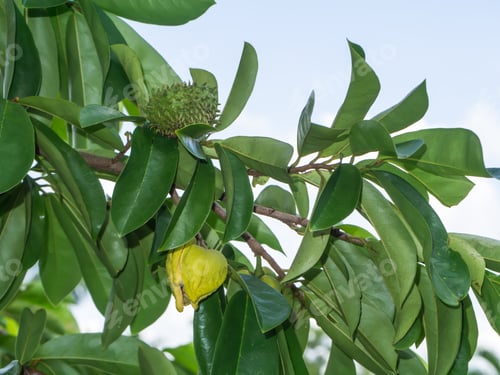 Preview: Soursop Flower Or Prickly Custard Apple Tree. (Annona Muricata L.) Treatment Of Cancer.