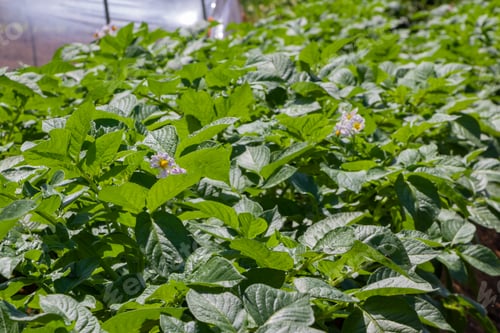 Preview: Potato Field In Early Summer