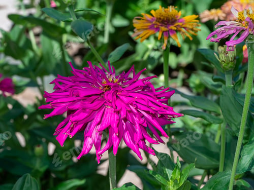 Preview: Close Up Of Zinnia Flower (Scientific Name Zinnia Violacea Cav.)