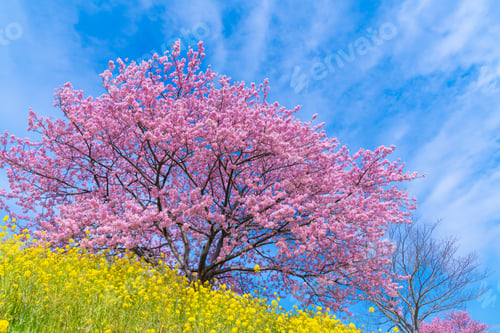 Preview: Kawazu Sakura In Minamiizu-Cho, Kamo-Gun, Shizuoka Prefecture