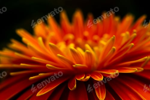 Preview: Close Up And Soft Blur Orange Gerbera Flower In Dark Background.