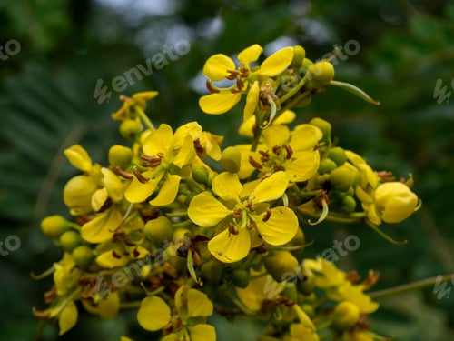 Preview: Close Up Flower Of Cassod Tree Or Senna Siamea On Blur Background.
