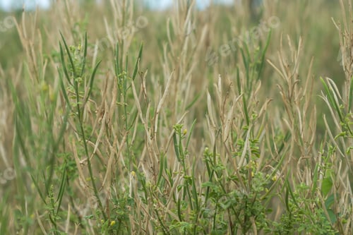 Preview: Seeds Of Asian Spider Flower. (Cleome Viscosa Plant)