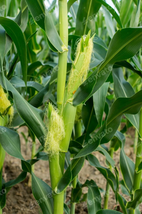 Preview: Corn Field Close-Up At The Sunset