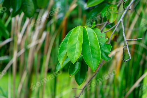 Preview: Close Up Soursop Leaves On Tree. (Annona Muricata)