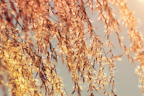 Preview: Flower Grass In The Summer With Sunlight In Vintage Color.