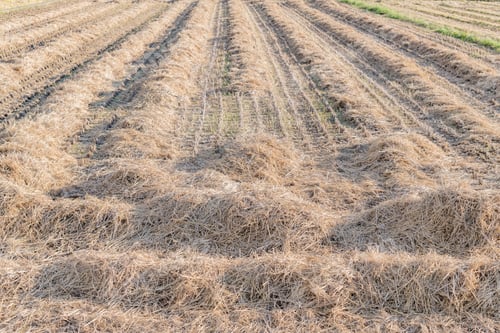 Preview: Landscape With Rice Straw