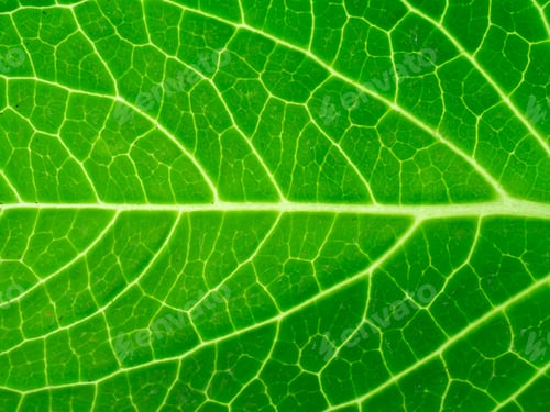 Preview: Close Up Hydrangea Leaf.