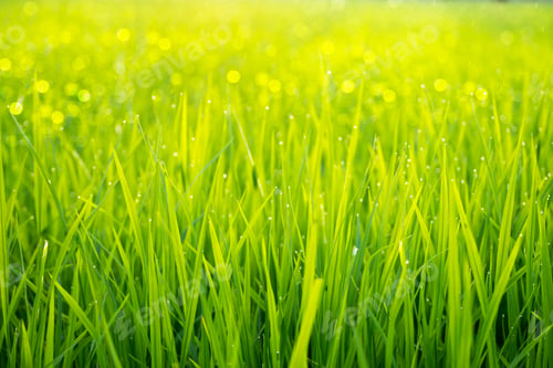 Preview: Rice Plant In Rice Field With Drop Dew