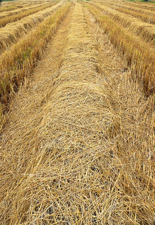 Preview: Straw For Animal Feed.