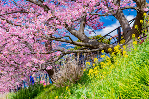 Preview: Beautiful Pink Kawazu Cherry Blossoms