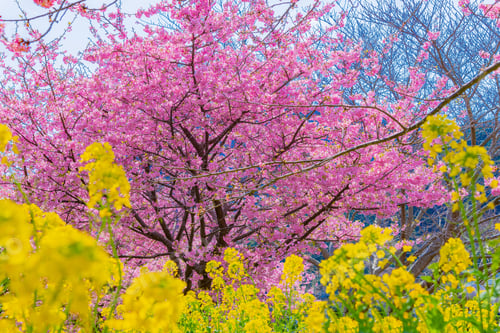 Preview: Beautiful Pink Kawazu Cherry Blossoms