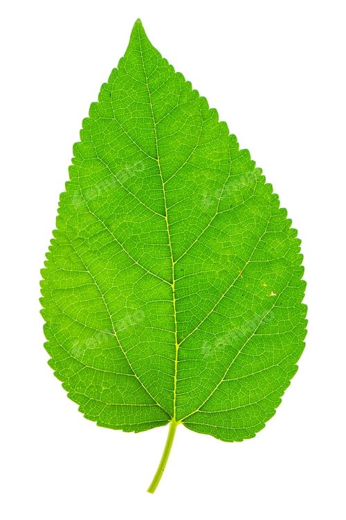 Preview: Close Up Mulberry Leaf On White Background.