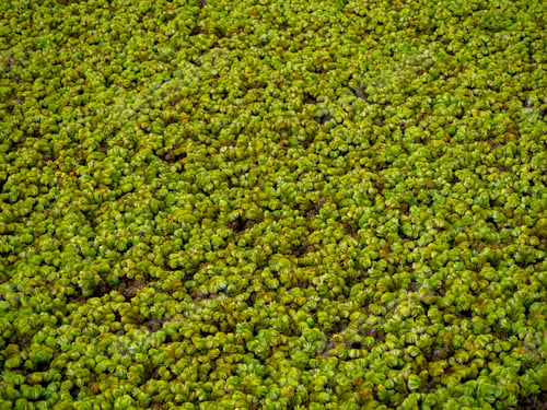 Preview: Close Up Of Water Lettuec In The Dark Light. (Salvinia Cucullata Roxb)