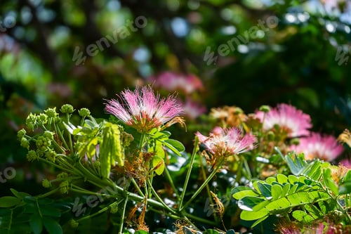 Preview: Close Up Flower Of Rain Tree Or East Indian Walnut With Blur Bokeh Background. (Scientific Name